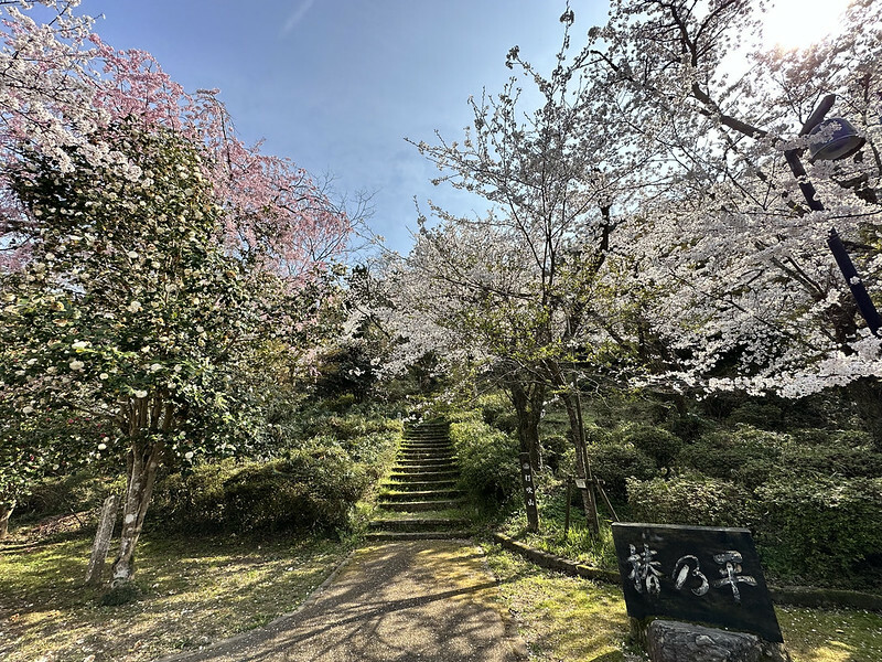 【日本，鳥取，倉吉市】打吹公園，在「櫻花名所百選」賞櫻、逛屋台，來張「解脫紙」能將不好的事情留在水池