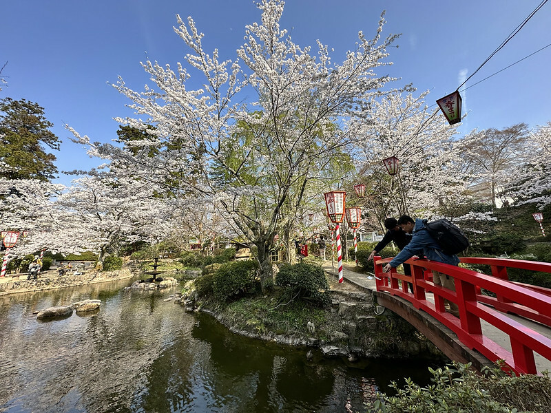 【日本，鳥取，倉吉市】打吹公園，在「櫻花名所百選」賞櫻、逛屋台，來張「解脫紙」能將不好的事情留在水池