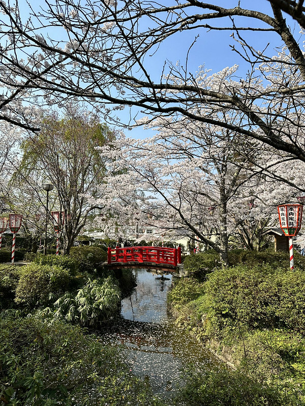 【日本，鳥取，倉吉市】打吹公園，在「櫻花名所百選」賞櫻、逛屋台，來張「解脫紙」能將不好的事情留在水池