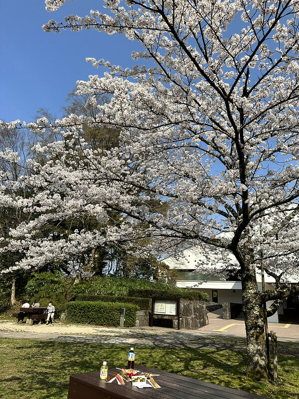 【日本，鳥取，倉吉市】打吹公園，在「櫻花名所百選」賞櫻、逛屋台，來張「解脫紙」能將不好的事情留在水池