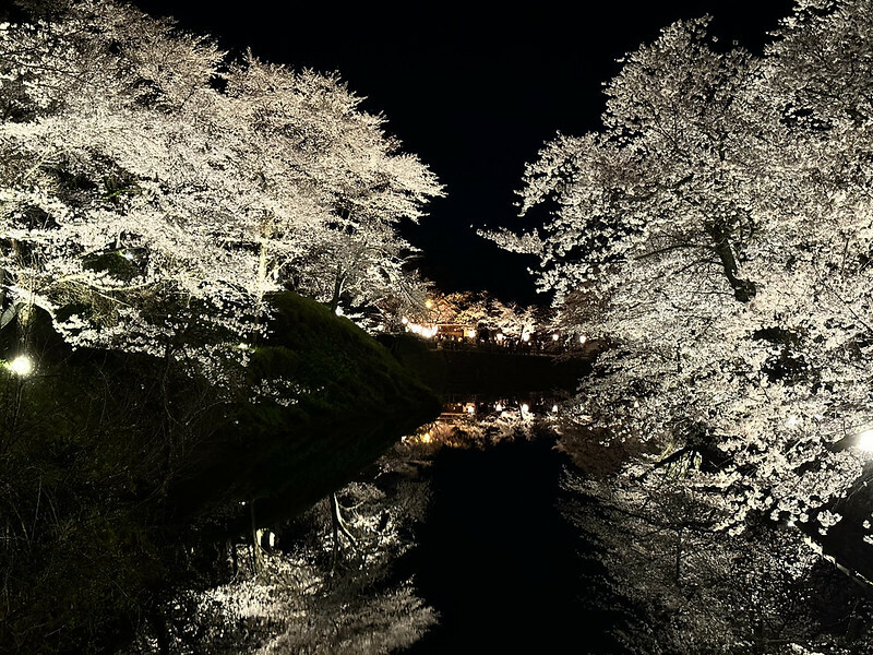 【日本，鳥取】鹿野城跡公園，夜得好美，好魔幻！！（2023日本賞櫻，夜櫻超推，鳥取賞櫻秘境）