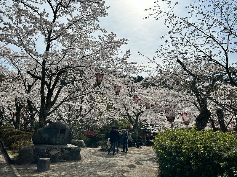 【日本，鳥取，倉吉市】打吹公園，在「櫻花名所百選」賞櫻、逛屋台，來張「解脫紙」能將不好的事情留在水池