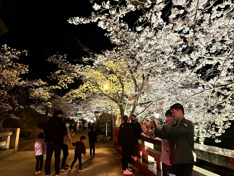 【日本，鳥取】鹿野城跡公園，夜得好美，好魔幻！！（2023日本賞櫻，夜櫻超推，鳥取賞櫻秘境）