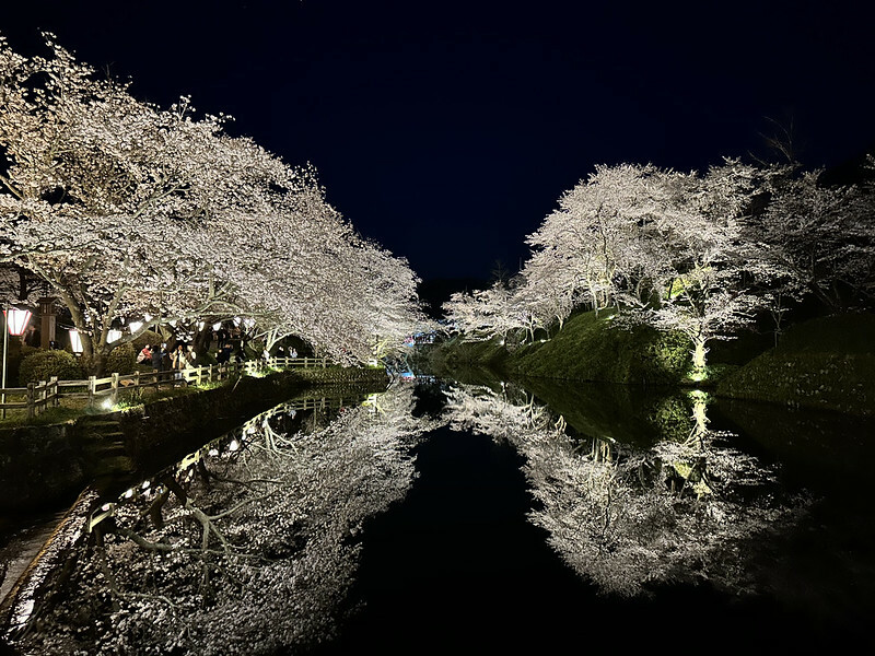 【日本，鳥取】鹿野城跡公園，夜得好美，好魔幻！！（2023日本賞櫻，夜櫻超推，鳥取賞櫻秘境）