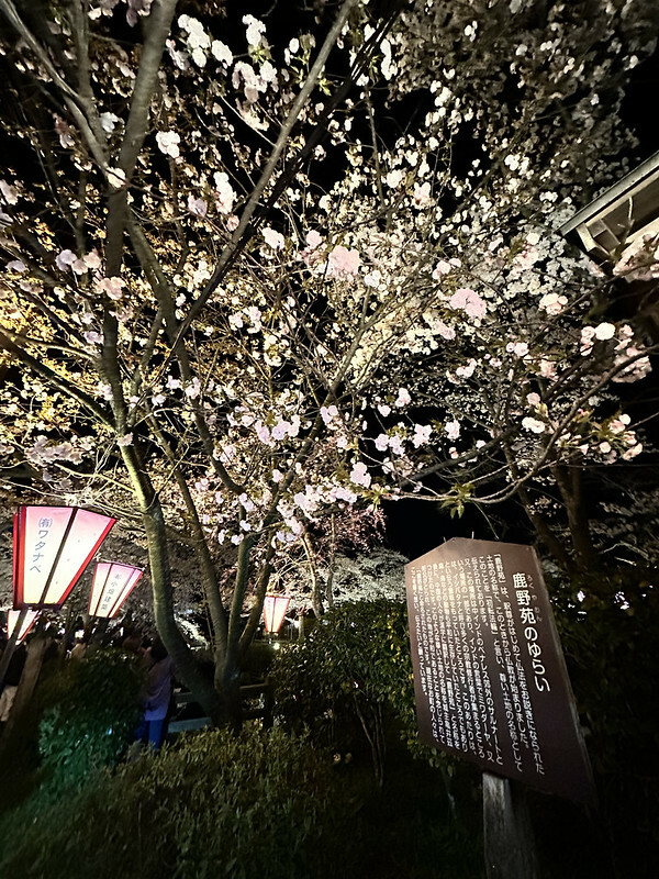 【日本，鳥取】鹿野城跡公園，夜得好美，好魔幻！！（2023日本賞櫻，夜櫻超推，鳥取賞櫻秘境）