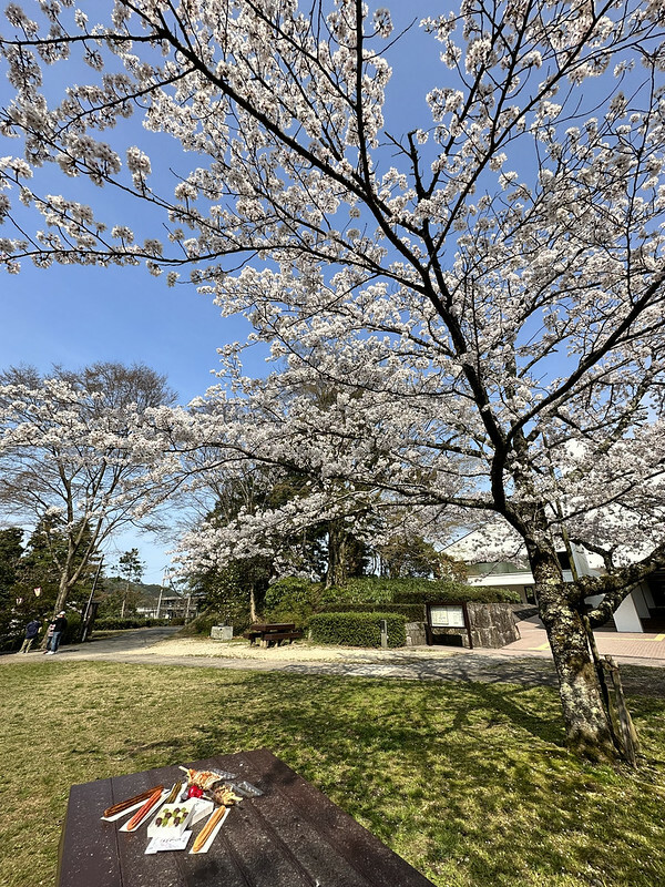 【日本，鳥取，倉吉市】打吹公園，在「櫻花名所百選」賞櫻、逛屋台，來張「解脫紙」能將不好的事情留在水池