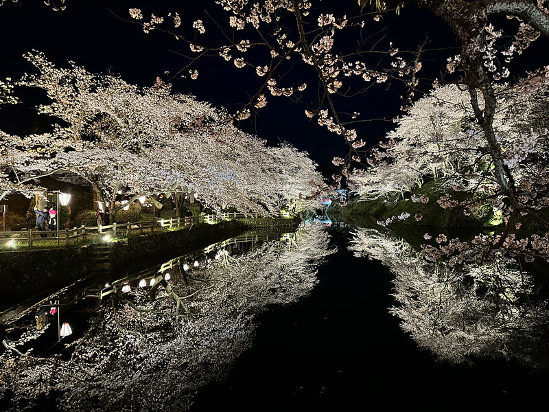 【日本，鳥取】鹿野城跡公園，夜得好美，好魔幻！！（2023日本賞櫻，夜櫻超推，鳥取賞櫻秘境）