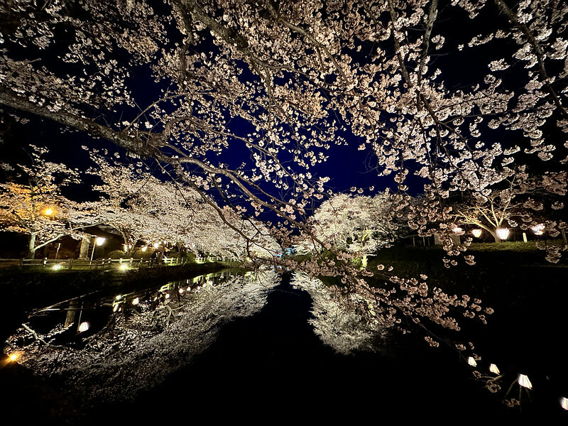 【日本，鳥取】鹿野城跡公園，夜得好美，好魔幻！！（2023日本賞櫻，夜櫻超推，鳥取賞櫻秘境）