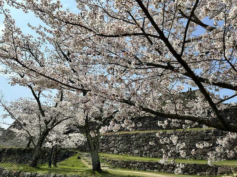 【日本,鳥取,米子市】米子城跡(よなごじょう),市區內的健行、賞櫻名勝。(鳥取旅遊,鳥取櫻花)
