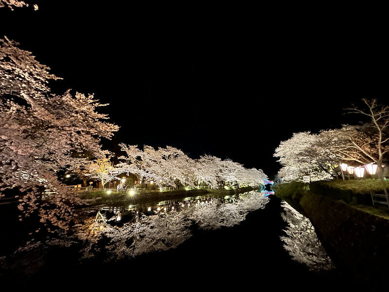 【日本，鳥取】鹿野城跡公園，夜得好美，好魔幻！！（2023日本賞櫻，夜櫻超推，鳥取賞櫻秘境）