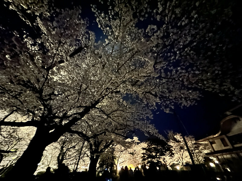 【日本，鳥取】鹿野城跡公園，夜得好美，好魔幻！！（2023日本賞櫻，夜櫻超推，鳥取賞櫻秘境）