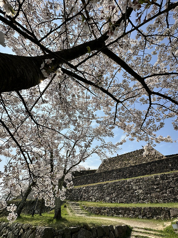 【日本,鳥取,米子市】米子城跡(よなごじょう),市區內的健行、賞櫻名勝。(鳥取旅遊,鳥取櫻花)