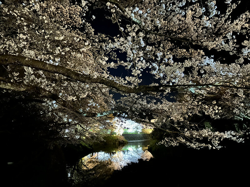 【日本，鳥取】鹿野城跡公園，夜得好美，好魔幻！！（2023日本賞櫻，夜櫻超推，鳥取賞櫻秘境）
