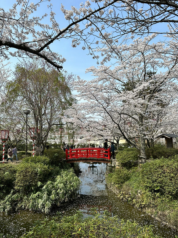 【日本，鳥取，倉吉市】打吹公園，在「櫻花名所百選」賞櫻、逛屋台，來張「解脫紙」能將不好的事情留在水池