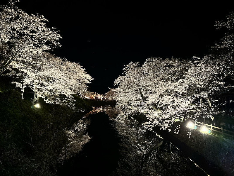 【日本，鳥取】鹿野城跡公園，夜得好美，好魔幻！！（2023日本賞櫻，夜櫻超推，鳥取賞櫻秘境）
