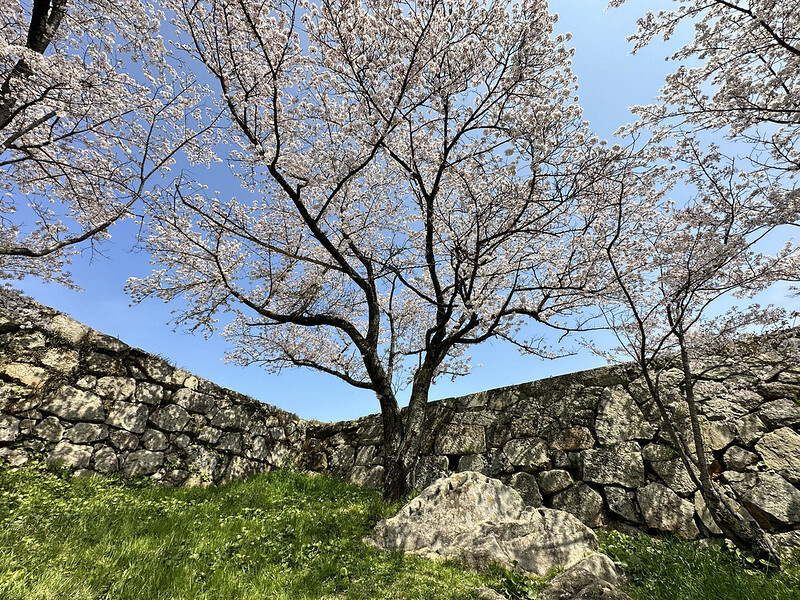 【日本,鳥取,米子市】米子城跡(よなごじょう),市區內的健行、賞櫻名勝。(鳥取旅遊,鳥取櫻花)