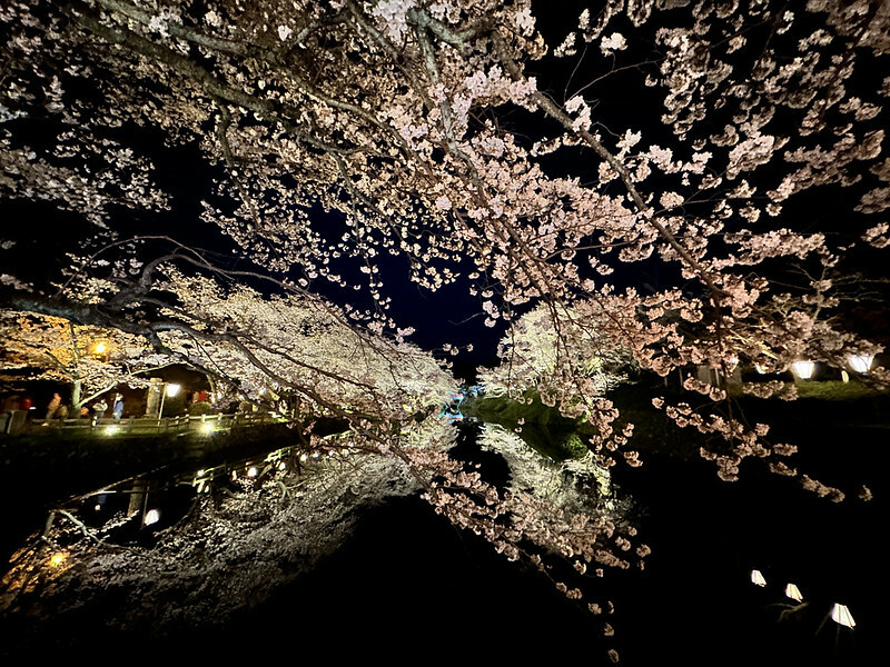 【日本，鳥取】鹿野城跡公園，夜得好美，好魔幻！！（2023日本賞櫻，夜櫻超推，鳥取賞櫻秘境）