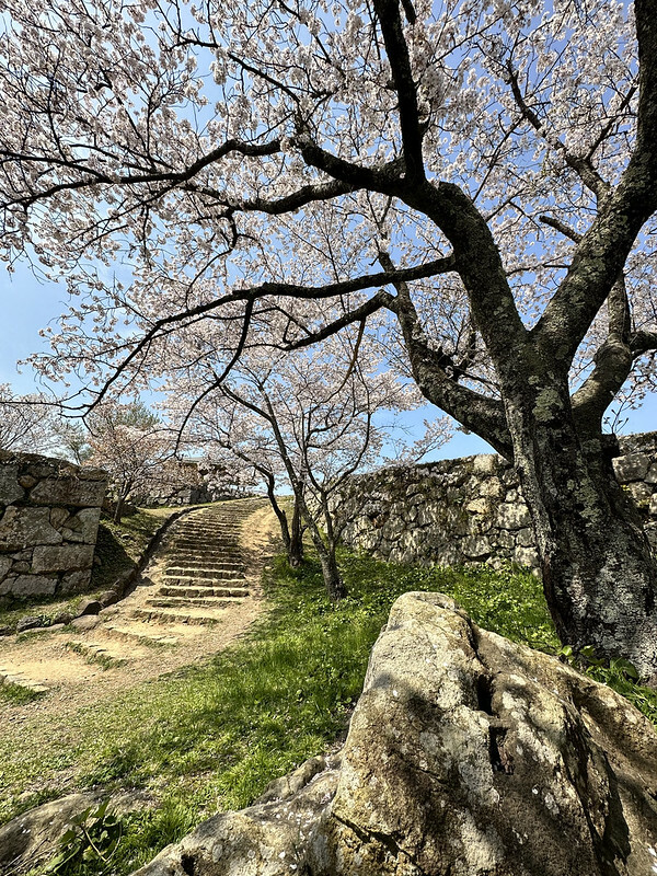 【日本,鳥取,米子市】米子城跡(よなごじょう),市區內的健行、賞櫻名勝。(鳥取旅遊,鳥取櫻花)