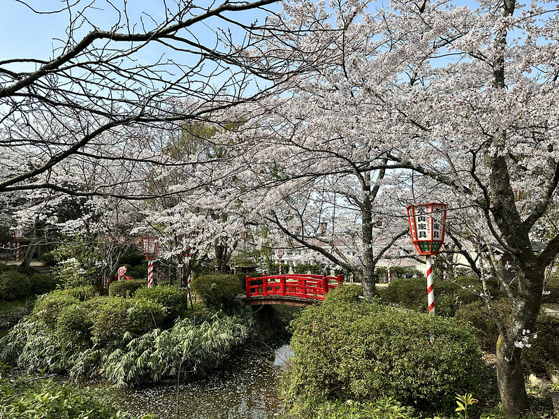 【日本，鳥取，倉吉市】打吹公園，在「櫻花名所百選」賞櫻、逛屋台，來張「解脫紙」能將不好的事情留在水池