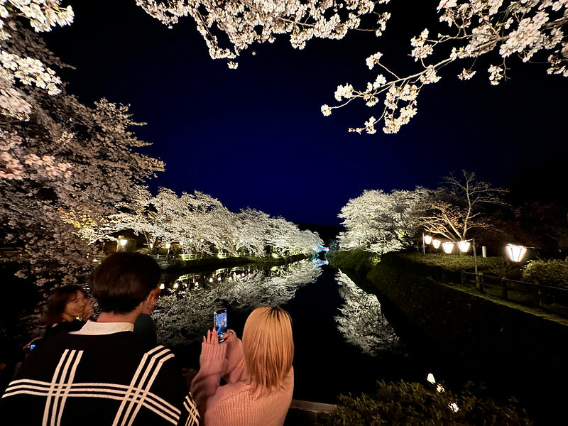 【日本，鳥取】鹿野城跡公園，夜得好美，好魔幻！！（2023日本賞櫻，夜櫻超推，鳥取賞櫻秘境）