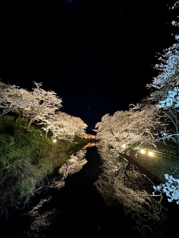 【日本，鳥取】鹿野城跡公園，夜得好美，好魔幻！！（2023日本賞櫻，夜櫻超推，鳥取賞櫻秘境）
