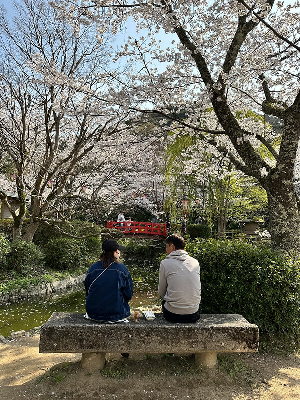 【日本，鳥取，倉吉市】打吹公園，在「櫻花名所百選」賞櫻、逛屋台，來張「解脫紙」能將不好的事情留在水池