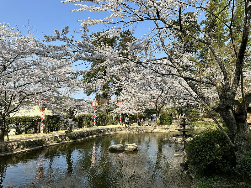 【日本，鳥取，倉吉市】打吹公園，在「櫻花名所百選」賞櫻、逛屋台，來張「解脫紙」能將不好的事情留在水池