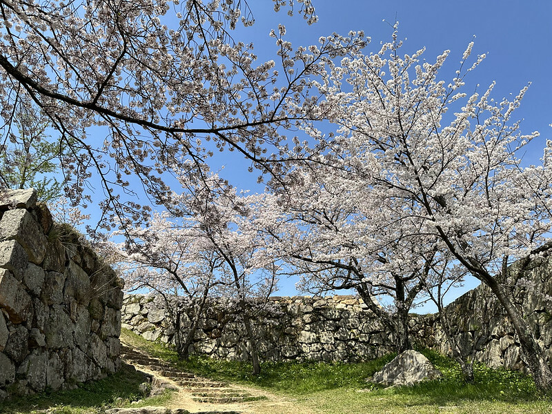 【日本,鳥取,米子市】米子城跡(よなごじょう),市區內的健行、賞櫻名勝。(鳥取旅遊,鳥取櫻花)