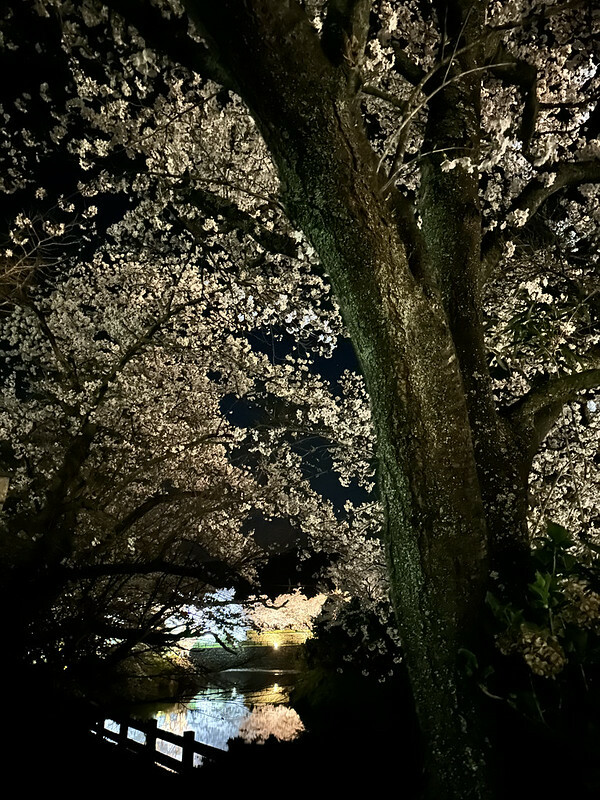 【日本，鳥取】鹿野城跡公園，夜得好美，好魔幻！！（2023日本賞櫻，夜櫻超推，鳥取賞櫻秘境）