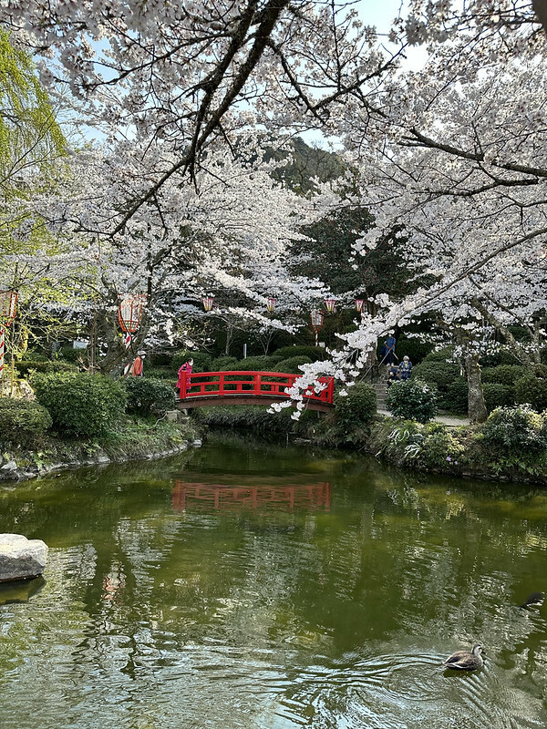 【日本，鳥取，倉吉市】打吹公園，在「櫻花名所百選」賞櫻、逛屋台，來張「解脫紙」能將不好的事情留在水池