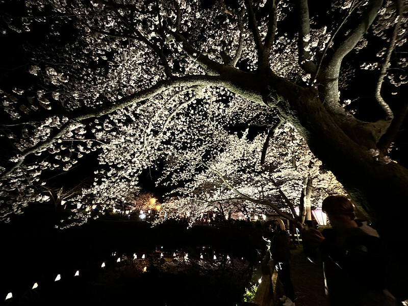 【日本，鳥取】鹿野城跡公園，夜得好美，好魔幻！！（2023日本賞櫻，夜櫻超推，鳥取賞櫻秘境）