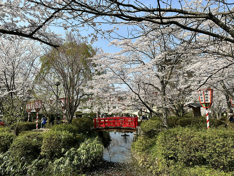 【日本，鳥取，倉吉市】打吹公園，在「櫻花名所百選」賞櫻、逛屋台，來張「解脫紙」能將不好的事情留在水池