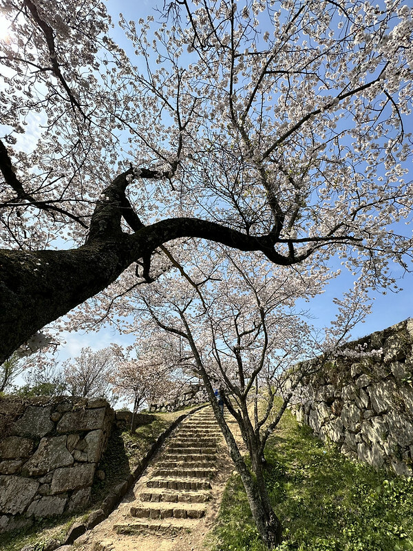 【日本,鳥取,米子市】米子城跡(よなごじょう),市區內的健行、賞櫻名勝。(鳥取旅遊,鳥取櫻花)