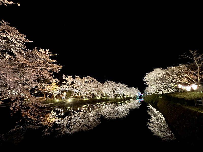 【日本，鳥取】鹿野城跡公園，夜得好美，好魔幻！！（2023日本賞櫻，夜櫻超推，鳥取賞櫻秘境）