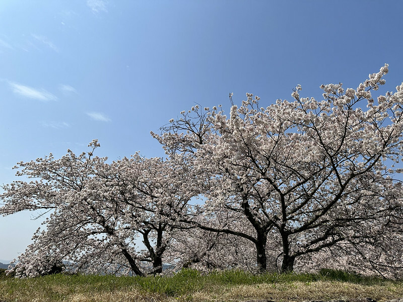 【日本,鳥取,米子市】米子城跡(よなごじょう),市區內的健行、賞櫻名勝。(鳥取旅遊,鳥取櫻花)