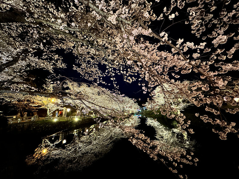 【日本，鳥取】鹿野城跡公園，夜得好美，好魔幻！！（2023日本賞櫻，夜櫻超推，鳥取賞櫻秘境）