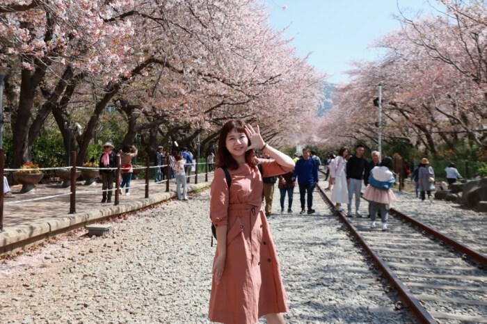 韓國釜山景點余川櫻花廊道｜韓國釜山鎮海軍港節櫻花季，周邊美食景點推薦，鎮海一日遊