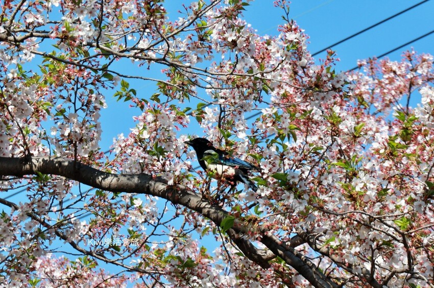 韓國釜山景點余川櫻花廊道｜韓國釜山鎮海軍港節櫻花季，周邊美食景點推薦，鎮海一日遊