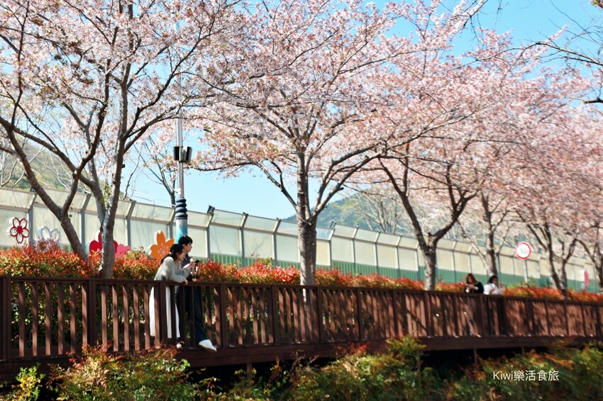 走訪韓國釜山櫻花就是要來個tour行程,賞櫻超順暢輕鬆收集慶和火車站&余佐川櫻花道