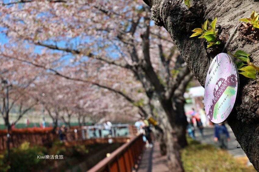 韓國釜山景點余川櫻花廊道｜韓國釜山鎮海軍港節櫻花季，周邊美食景點推薦，鎮海一日遊