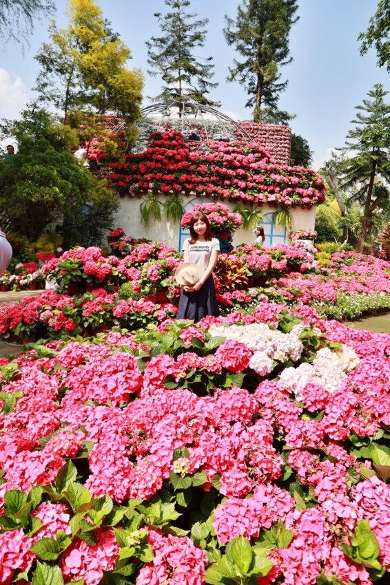 2023花露農場繡球花季|苗栗景點推薦花露農場花季一日遊,森林花園秘境、全台唯一精油城堡,近苗栗鯉魚潭水