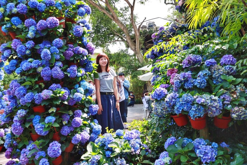 2023花露農場繡球花季|苗栗景點推薦花露農場花季一日遊,森林花園秘境、全台唯一精油城堡,近苗栗鯉魚潭水