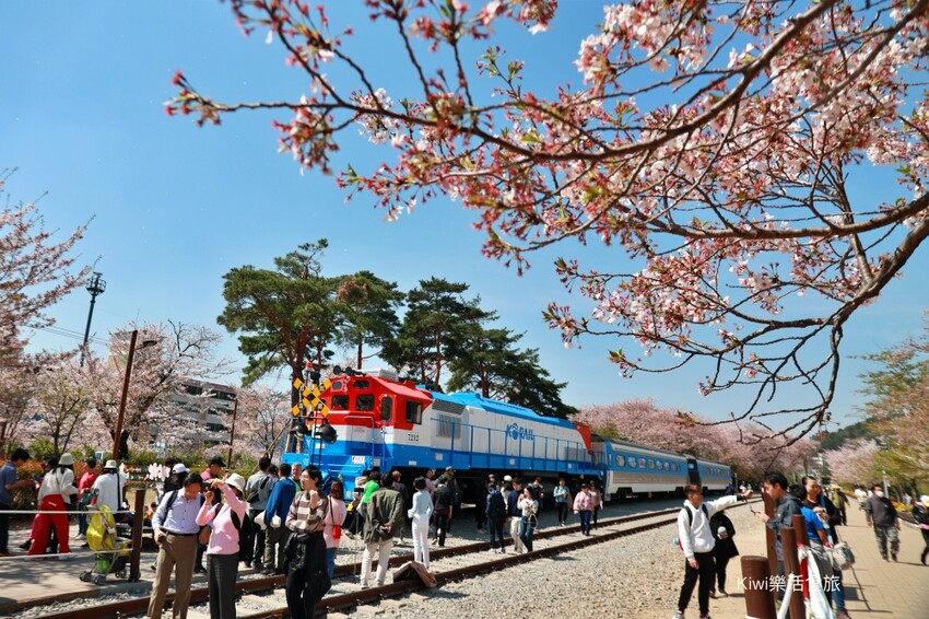 走訪韓國釜山櫻花就是要來個tour行程,賞櫻超順暢輕鬆收集慶和火車站&余佐川櫻花道