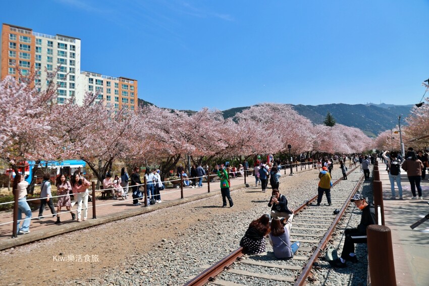 走訪韓國釜山櫻花就是要來個tour行程,賞櫻超順暢輕鬆收集慶和火車站&余佐川櫻花道