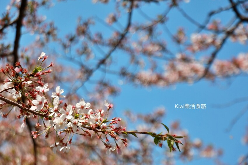 韓國釜山景點余川櫻花廊道｜韓國釜山鎮海軍港節櫻花季，周邊美食景點推薦，鎮海一日遊