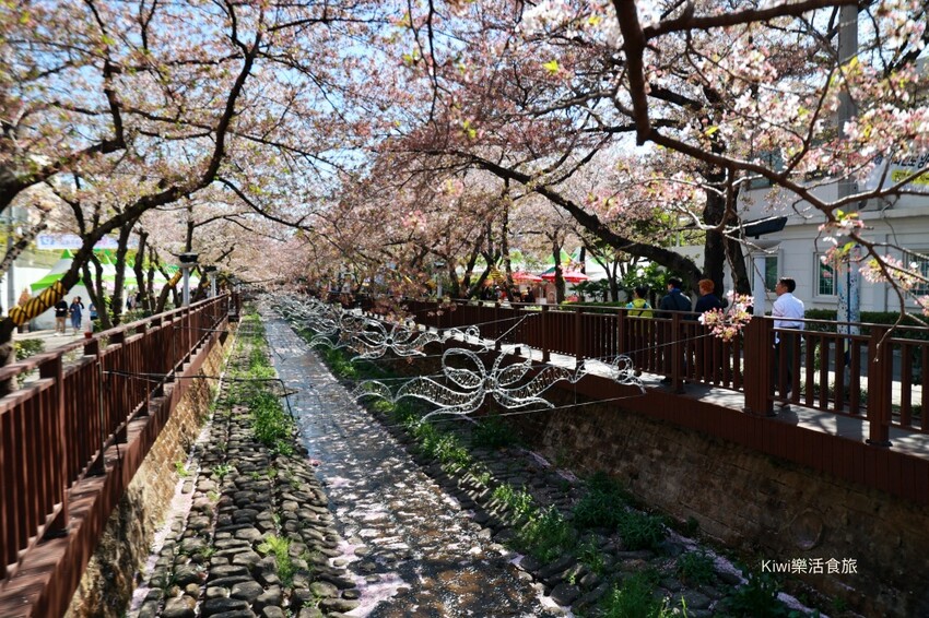 韓國釜山景點余川櫻花廊道｜韓國釜山鎮海軍港節櫻花季，周邊美食景點推薦，鎮海一日遊