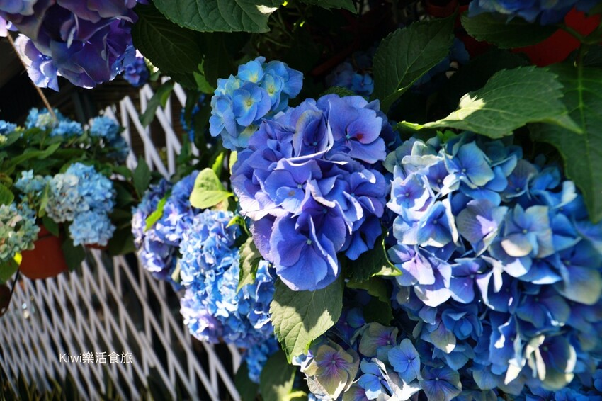 2023花露農場繡球花季|苗栗景點推薦花露農場花季一日遊,森林花園秘境、全台唯一精油城堡,近苗栗鯉魚潭水