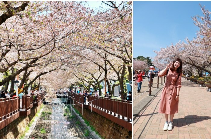 韓國釜山景點余川櫻花廊道｜韓國釜山鎮海軍港節櫻花季，周邊美食景點推薦，鎮海一日遊