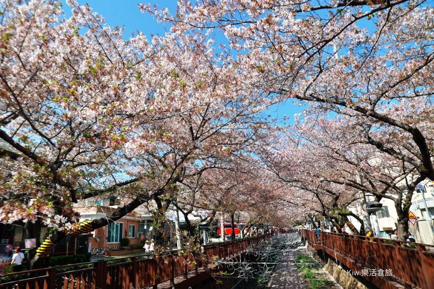 韓國釜山景點余川櫻花廊道｜韓國釜山鎮海軍港節櫻花季，周邊美食景點推薦，鎮海一日遊