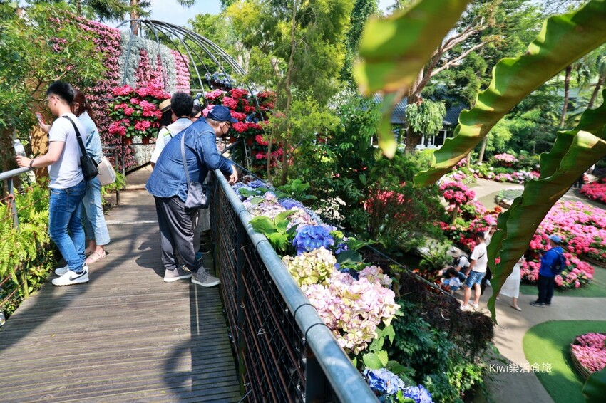 2023花露農場繡球花季|苗栗景點推薦花露農場花季一日遊,森林花園秘境、全台唯一精油城堡,近苗栗鯉魚潭水